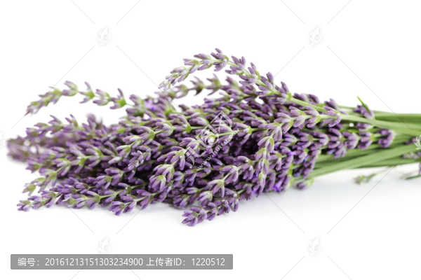 熏衣草花