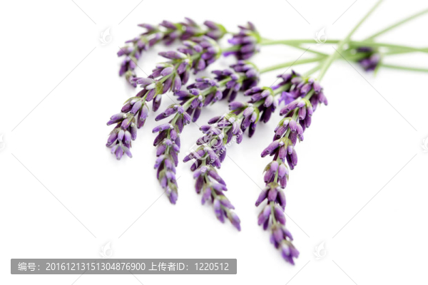 熏衣草花