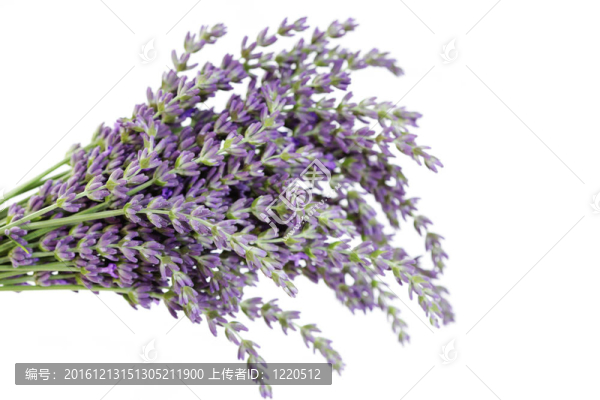 熏衣草花