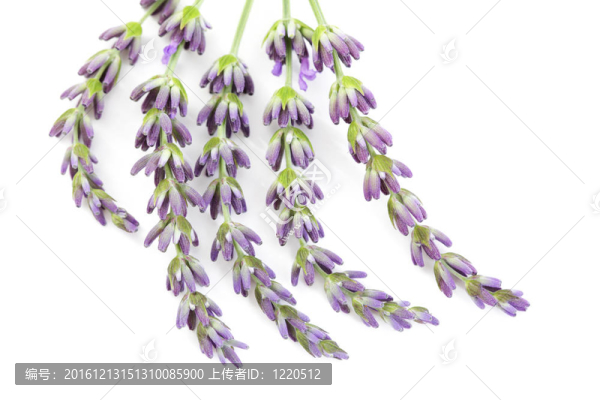 熏衣草花