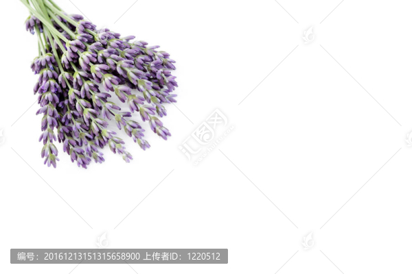 熏衣草花