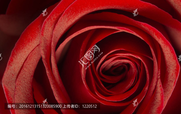 紅玫瑰