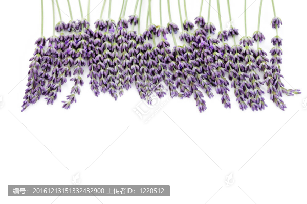 熏衣草花