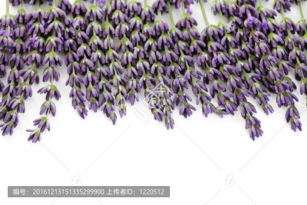 熏衣草花