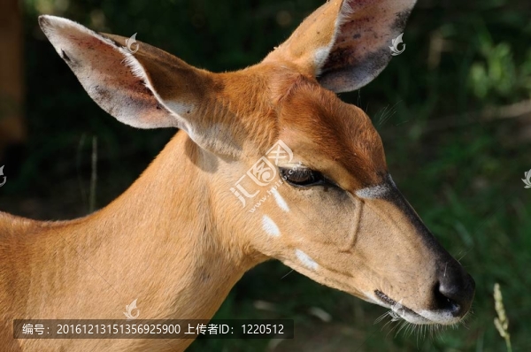 尼亞拉