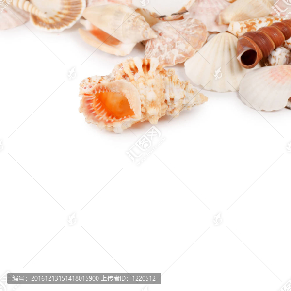 白殼殼