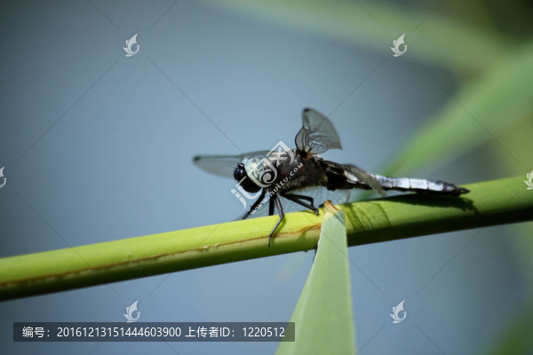 葉子上的蜻蜓