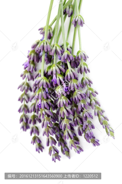 熏衣草花