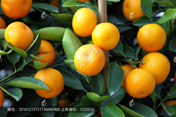 中國新年金桔