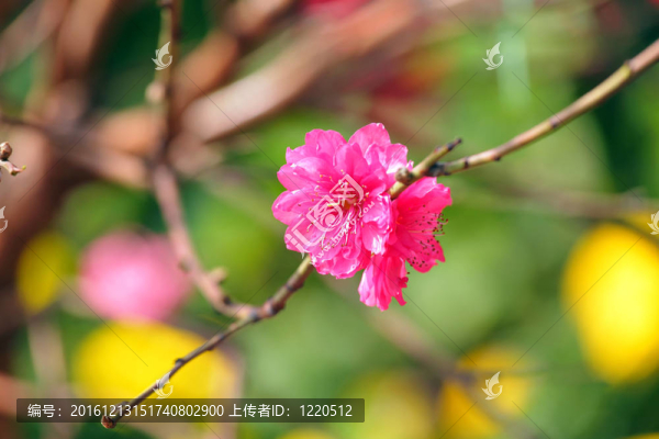 桃花；春節(jié)花