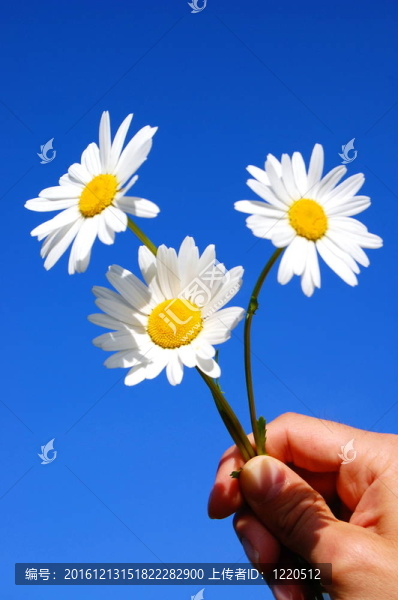 手拿雛菊
