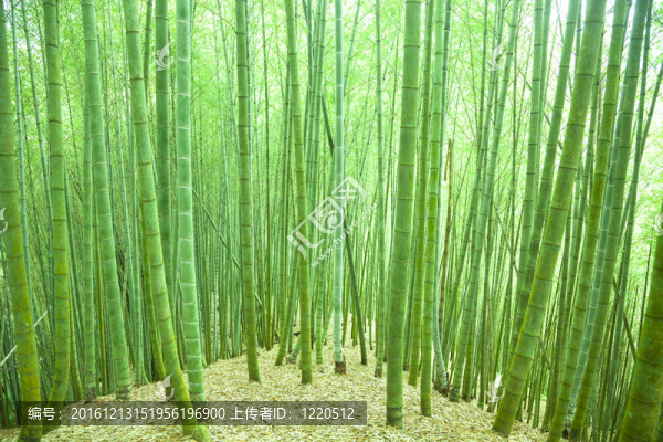 綠色的竹林