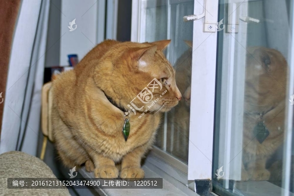 窗臺上的貓