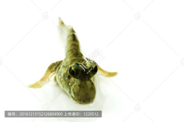 彈涂魚