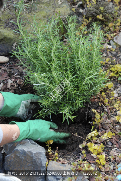 種植Rosemary,bush