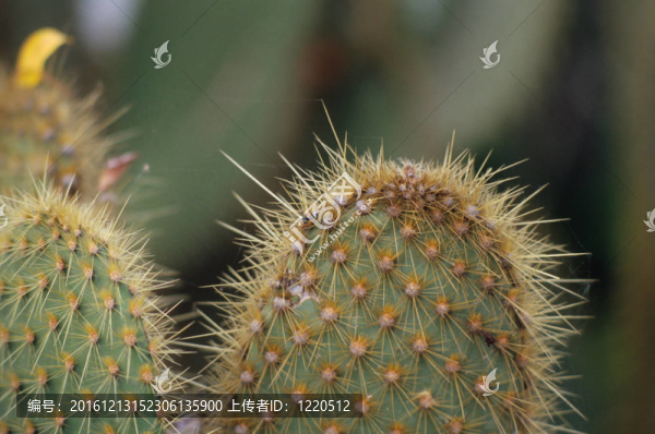 仙人掌
