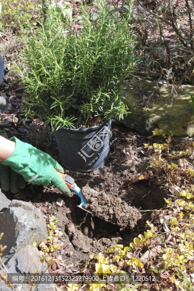 種植迷迭香bush_digging孔