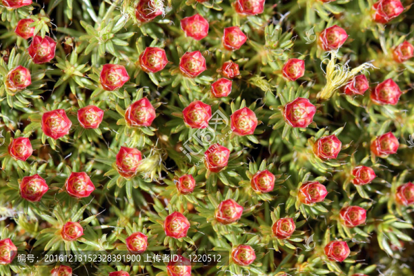 Polytrichum,juniperinum；男