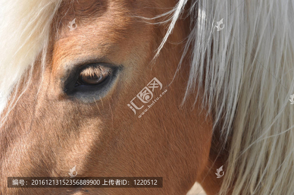馬的動物