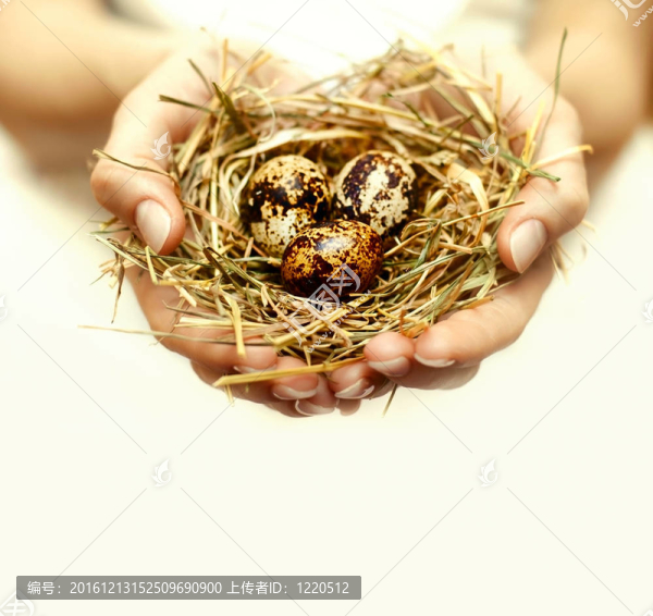 人的雙手抱著，關(guān)心著鳥巢與雞蛋
