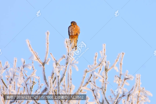隼鳥(niǎo)坐在樹(shù)上