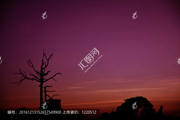 魔法時(shí)刻的樹