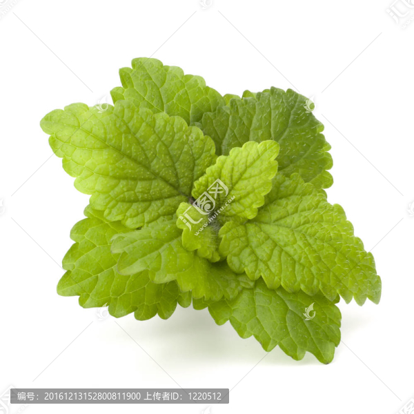 薄荷