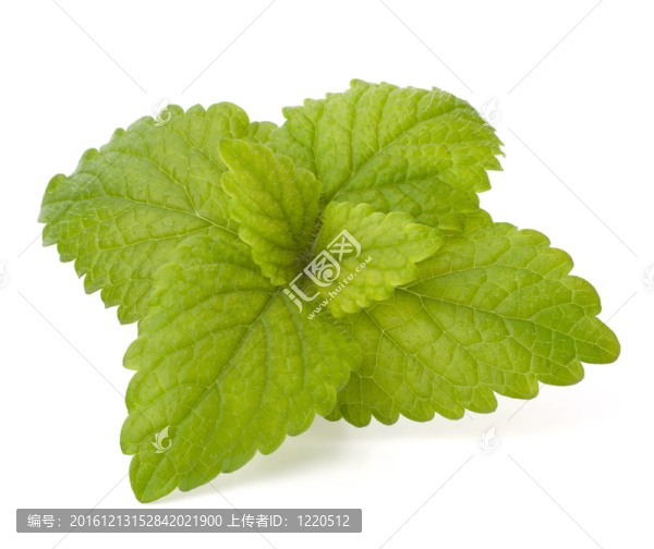薄荷