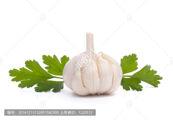 大蒜鱗莖