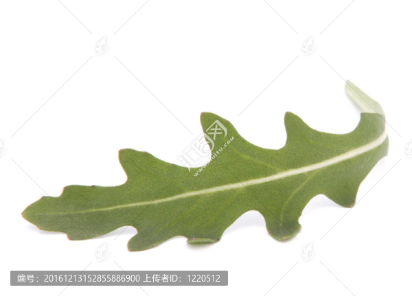 甜的生菜沙拉或火箭生菜葉子