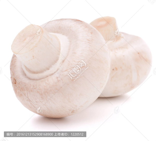 香菇蘑菇