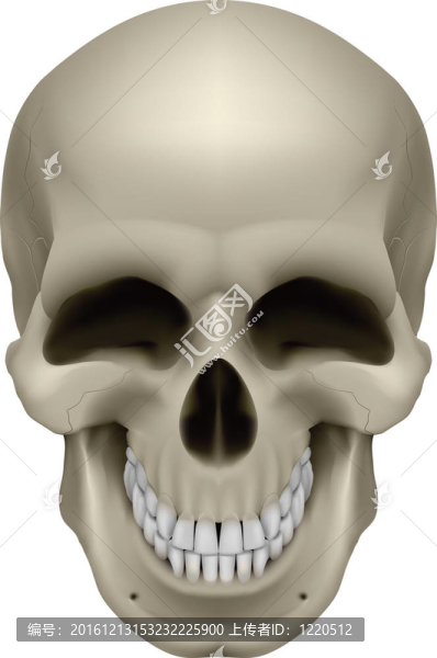 人類頭骨
