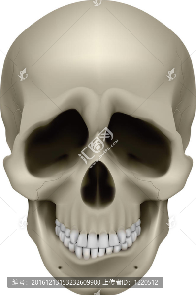 人類頭骨