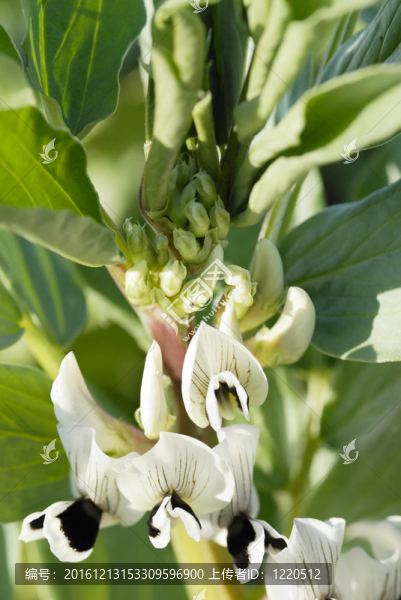 Broadbean,Flowers；宏。