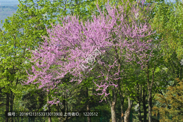 猶大樹