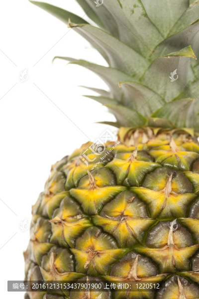 菠蘿