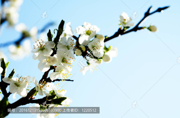 藍(lán)天下的蘋果樹
