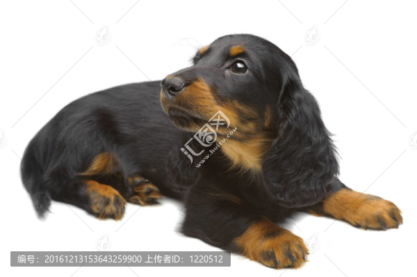 臘腸小狗的肖像