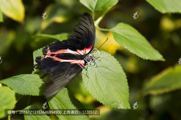 紅黃黑蝶