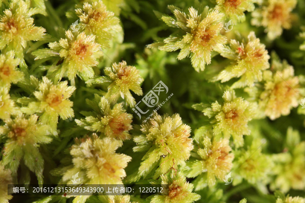 Sphagnum,moss植物背景