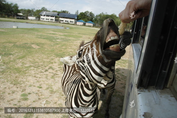 斑馬Safari