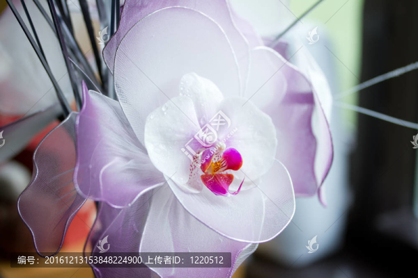 蘭花