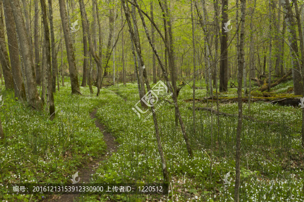 春天的足跡的場景