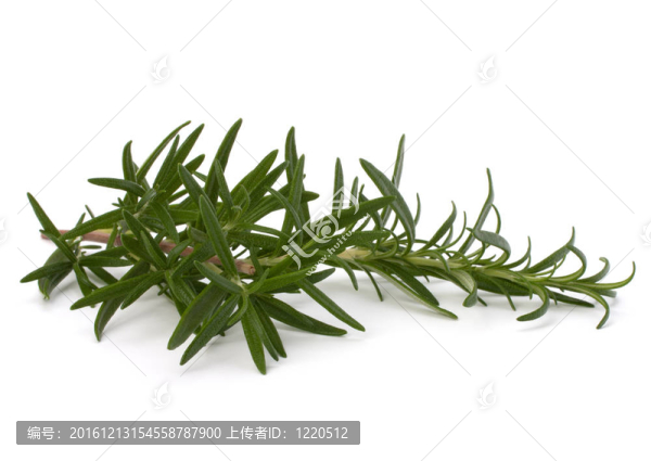 香甜的迷迭香的葉子