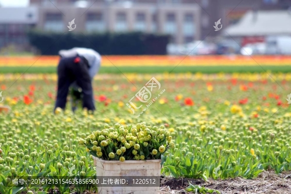 工人收集郁金香花