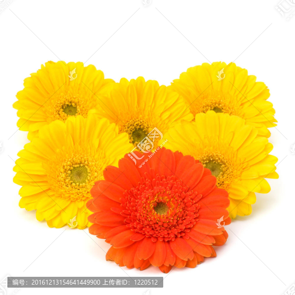 美麗的雛菊非洲菊