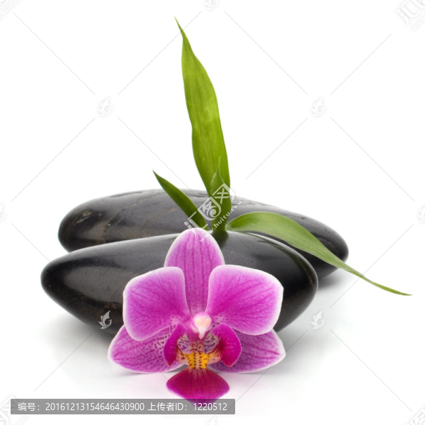 水療與保健概念。蘭花與石頭。