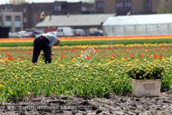 工人收集郁金香花
