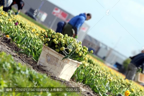 工人收集郁金香花