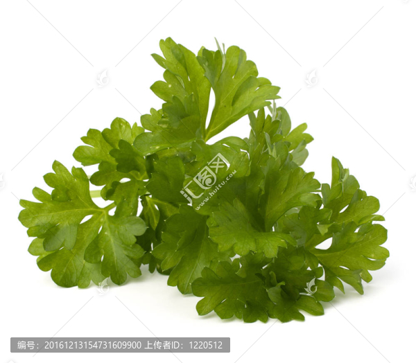 歐芹